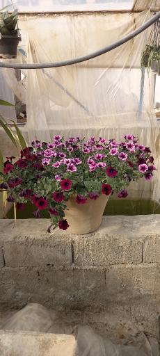 عکس تولیدی گل و گیاه آی گل اصفهان