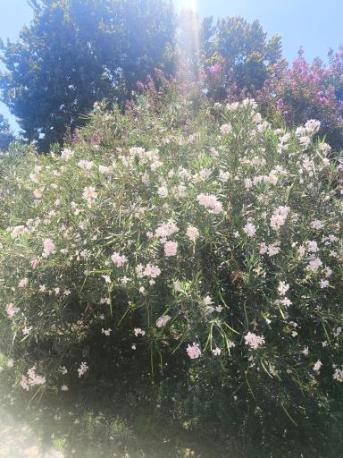 عکس پارک گلها 