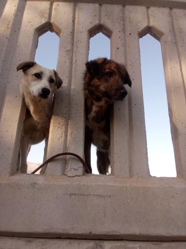 عکس دهکده مهربانی سگ های چیتگر