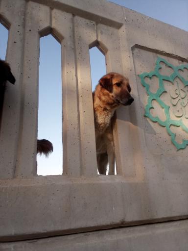 عکس دهکده مهربانی سگ های چیتگر