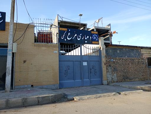 عکس شورای اسلامی مرغ گچی