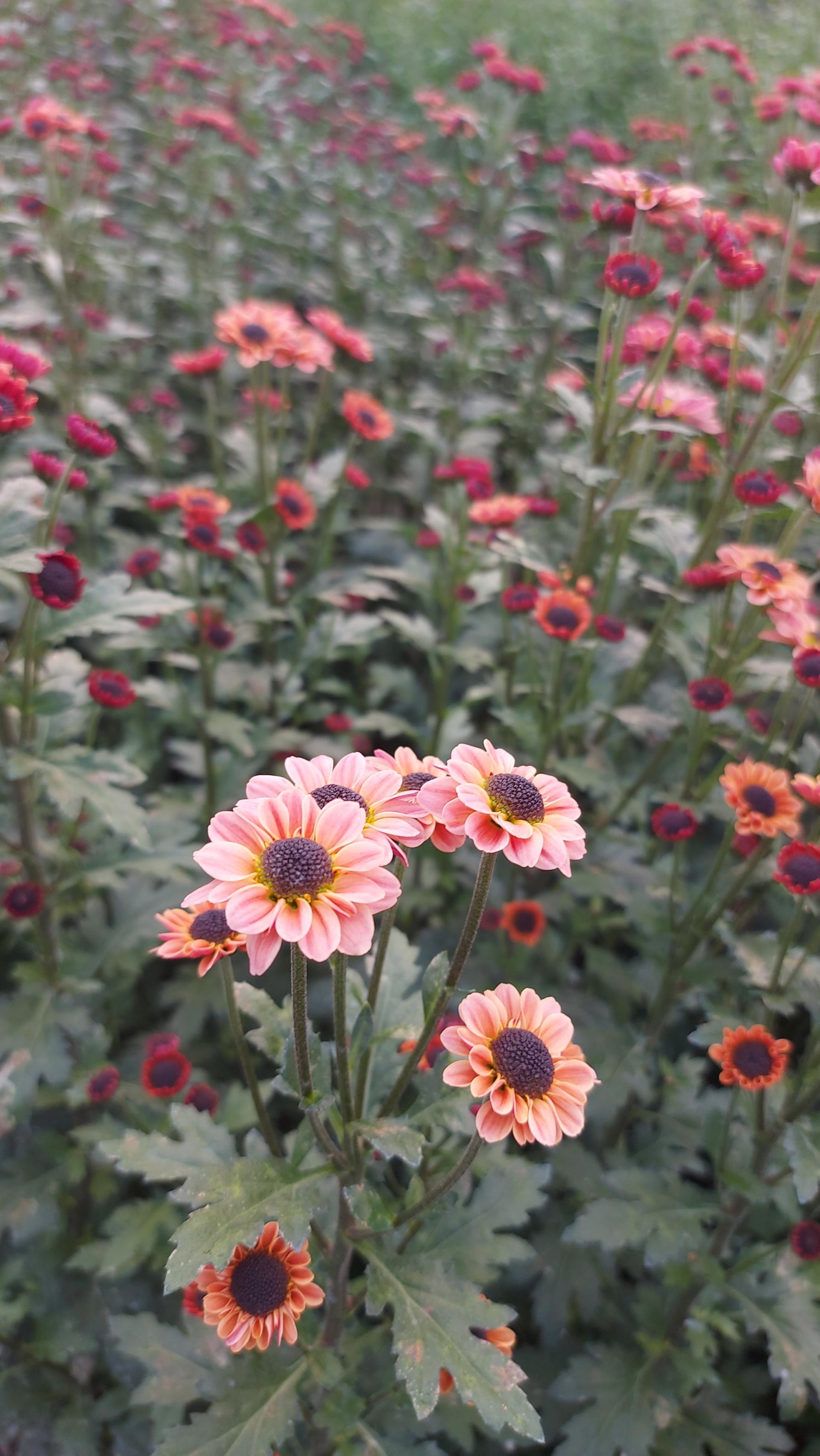 عکس مزرعه گل حسنی پازکی