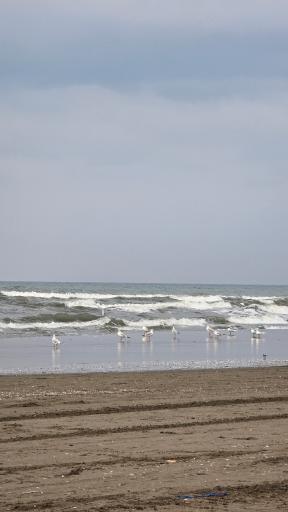 عکس ساحل چالوس