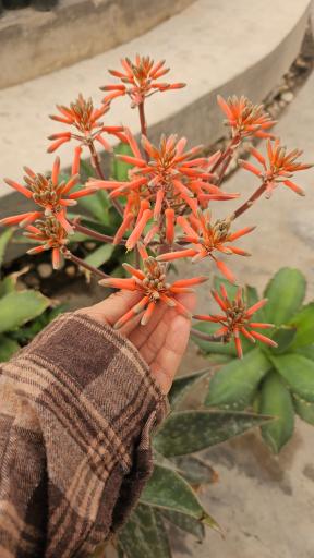 عکس مجموعه گل و گیاه و گردشگری ناردین