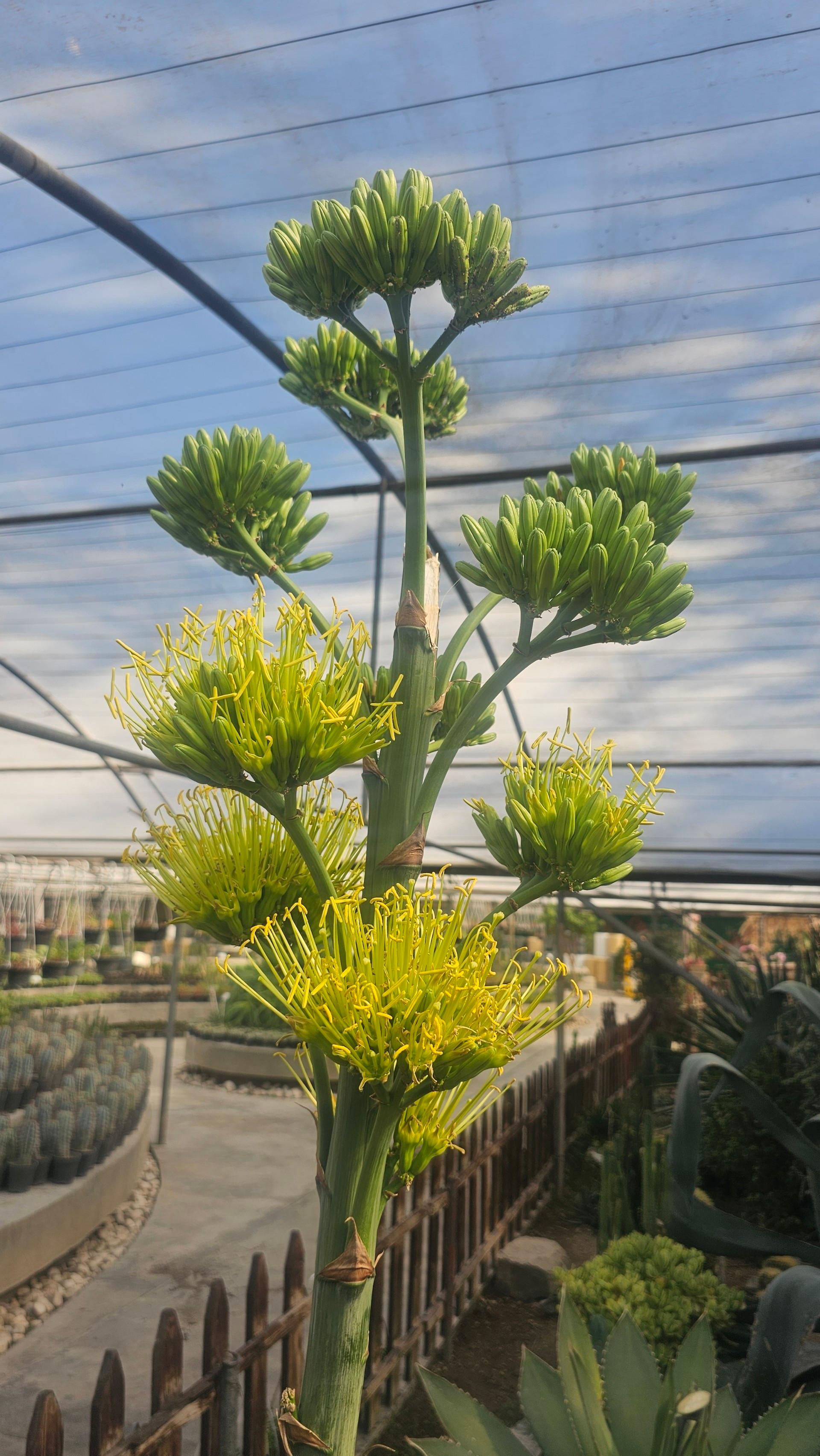 عکس مجموعه گل و گیاه و گردشگری ناردین