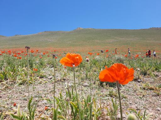 عکس مجموعه کوهستان آلوارس و طبیعت گردی مهرگان 