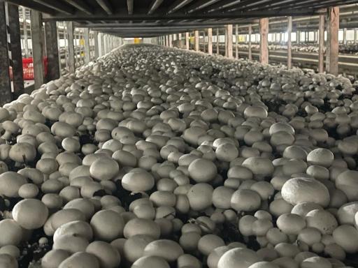 عکس جلگه قلب باغستان