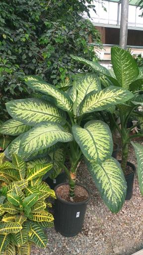 عکس مجموعه کشاورزی هلیاد