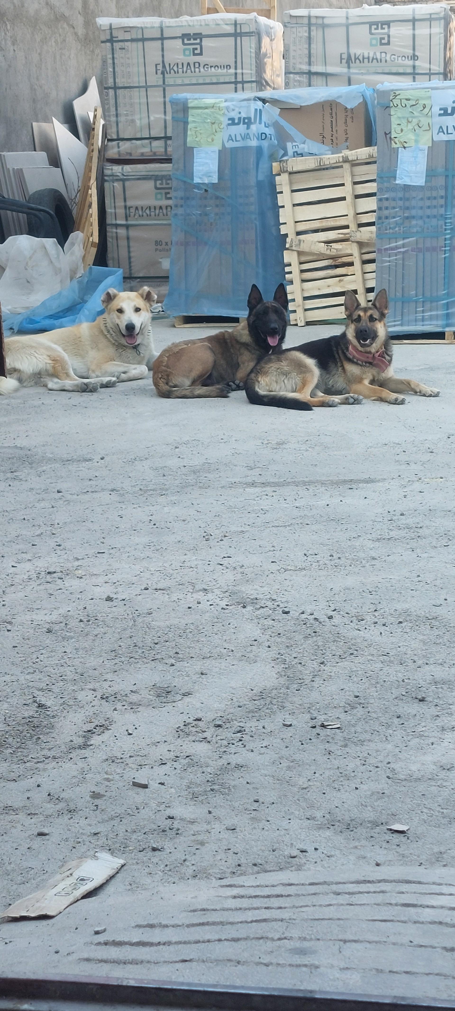 عکس انبار گلمکانی