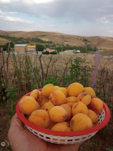 عکس زرین قبا
