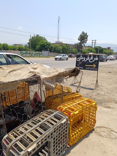 عکس مرغ زنده فروشی بخشی
