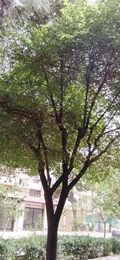 عکس بوستان کاشف