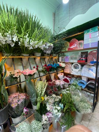 عکس گالری گل وی آی پی