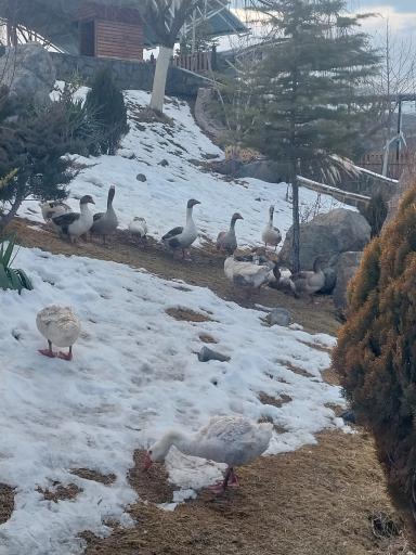 عکس پیست سافاری چالیدره