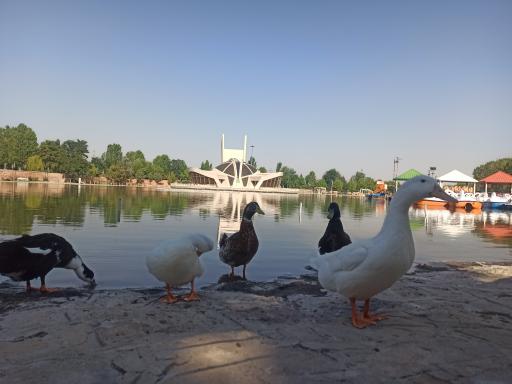 عکس دریاچه سنجاقک