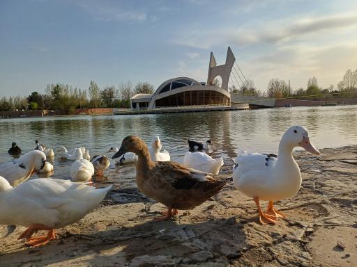 عکس دریاچه سنجاقک