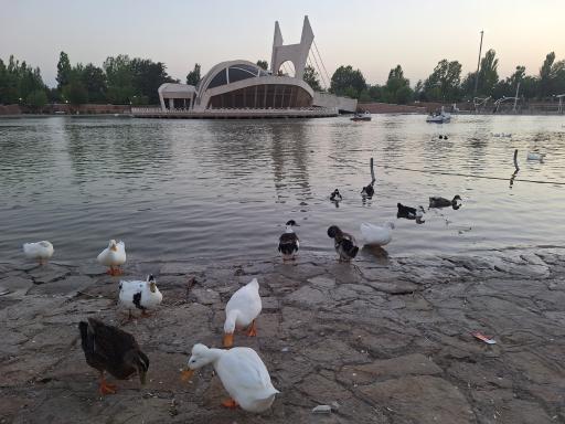 عکس دریاچه سنجاقک