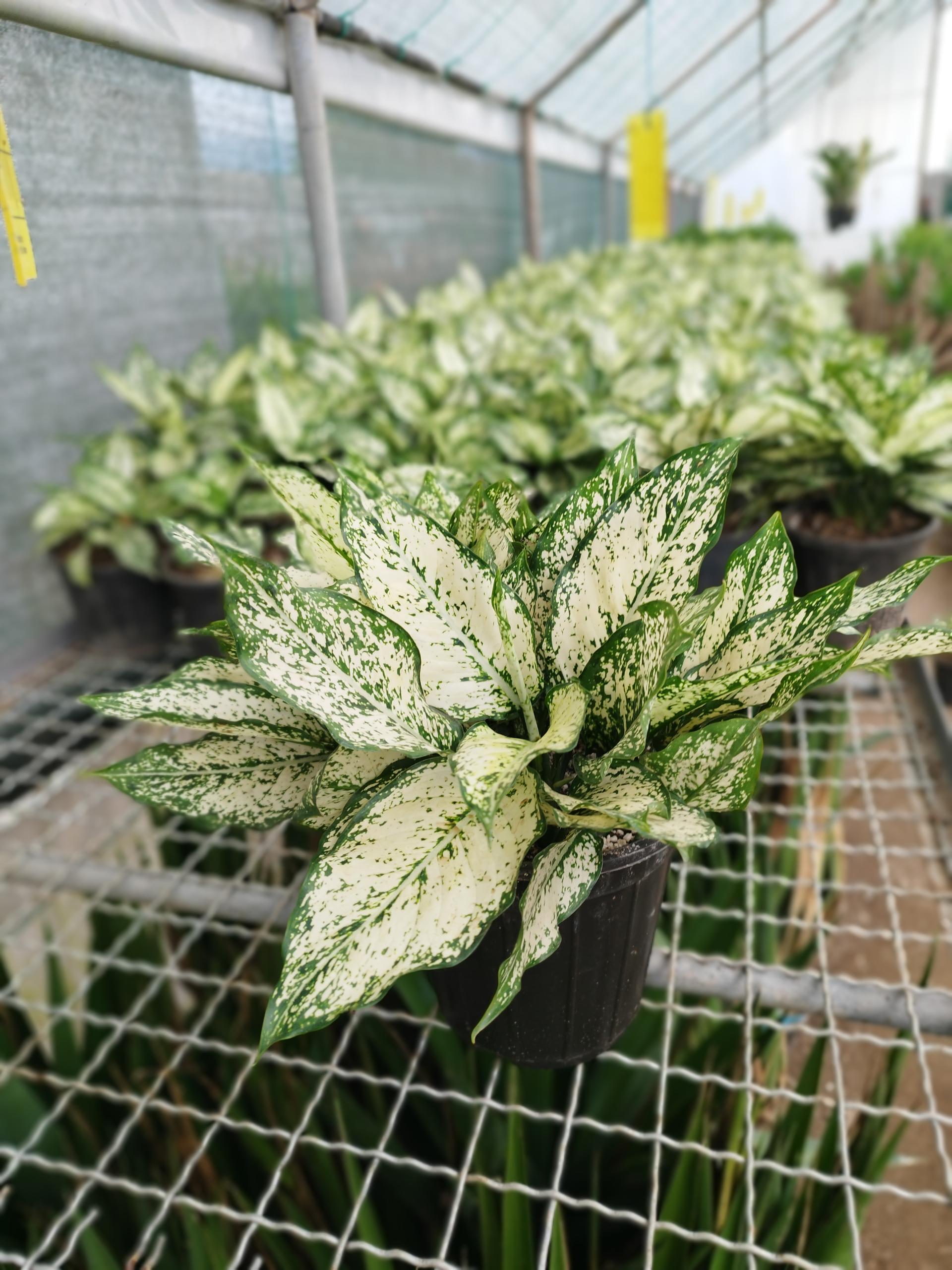 عکس گلستان گیتی(گلخانه یوکا)