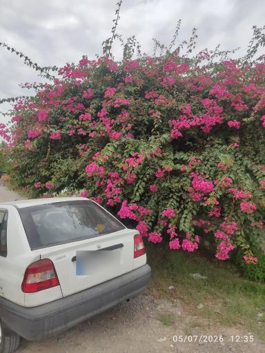 پارک لادن