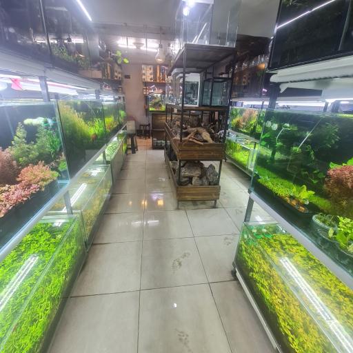 عکس فروشگاه سنگ سبز (گیاهان آکواریومی)