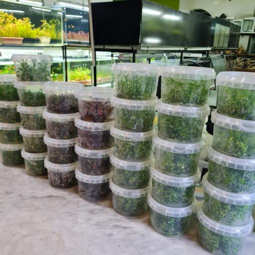 عکس فروشگاه سنگ سبز (گیاهان آکواریومی)