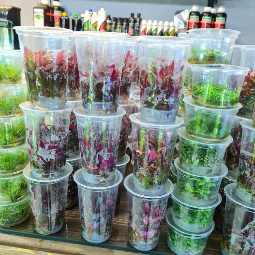 عکس فروشگاه سنگ سبز (گیاهان آکواریومی)