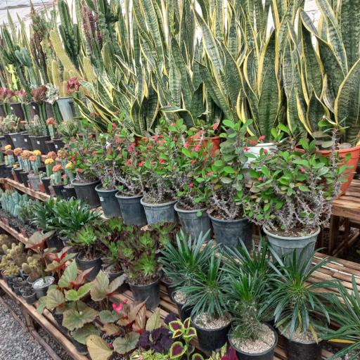 عکس گلخانه علی قطبی