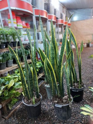 عکس گلخانه علی قطبی