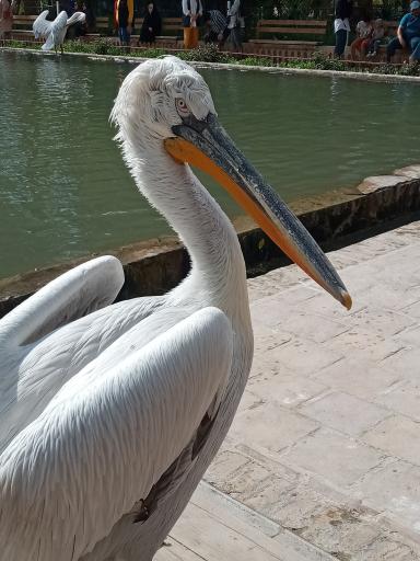 عکس باغ گلشن