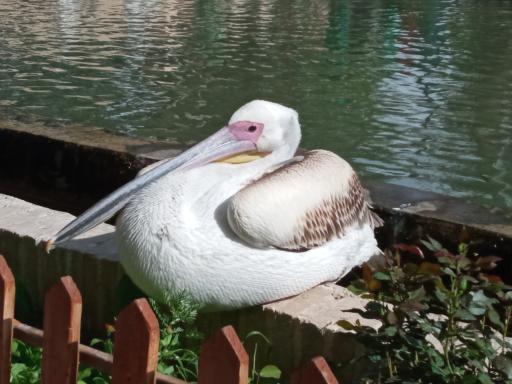 عکس باغ گلشن