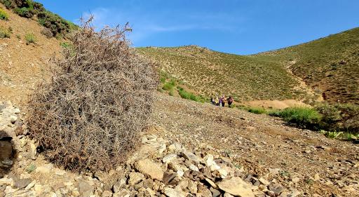 عکس گلدره