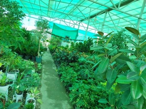 عکس گلخانه هاشمی 