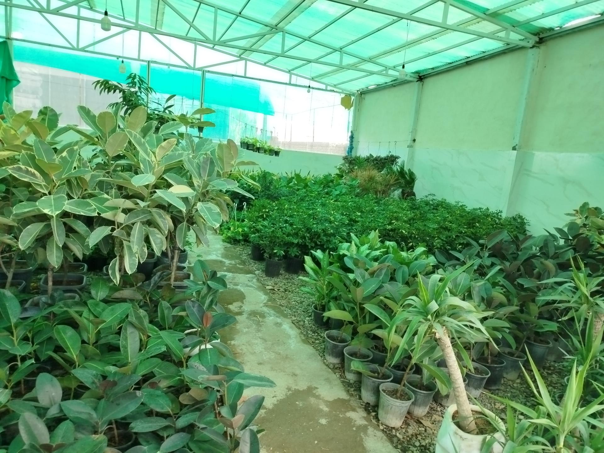 عکس گلخانه هاشمی 