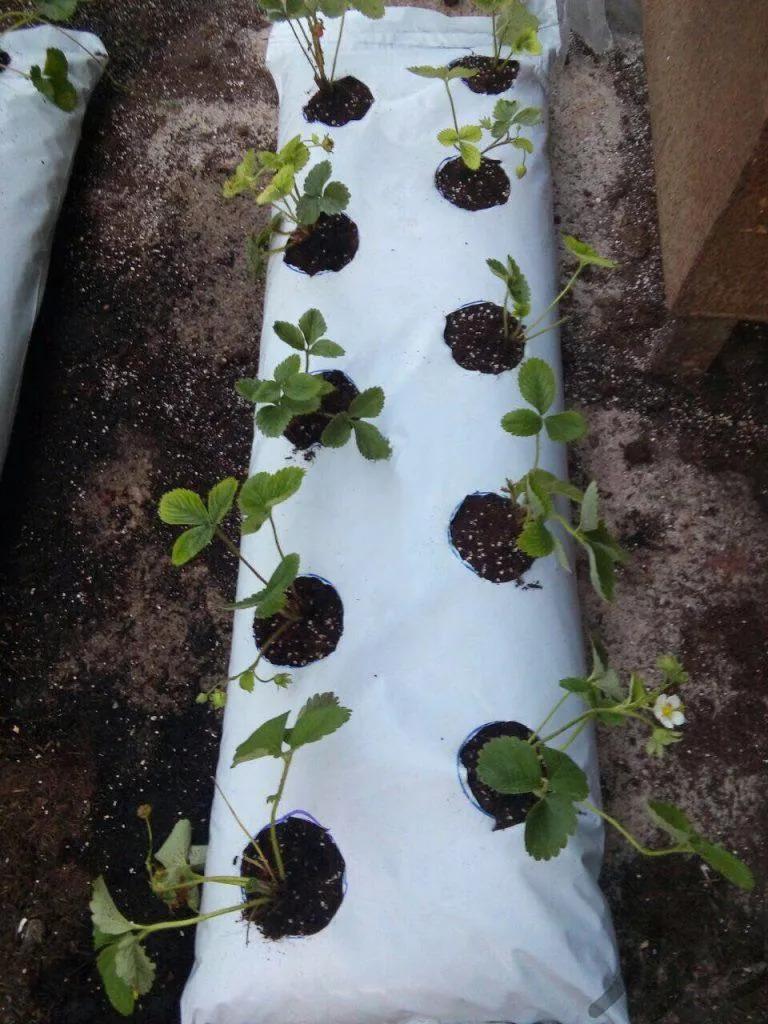 عکس گلخانه توت فرنگی صفری