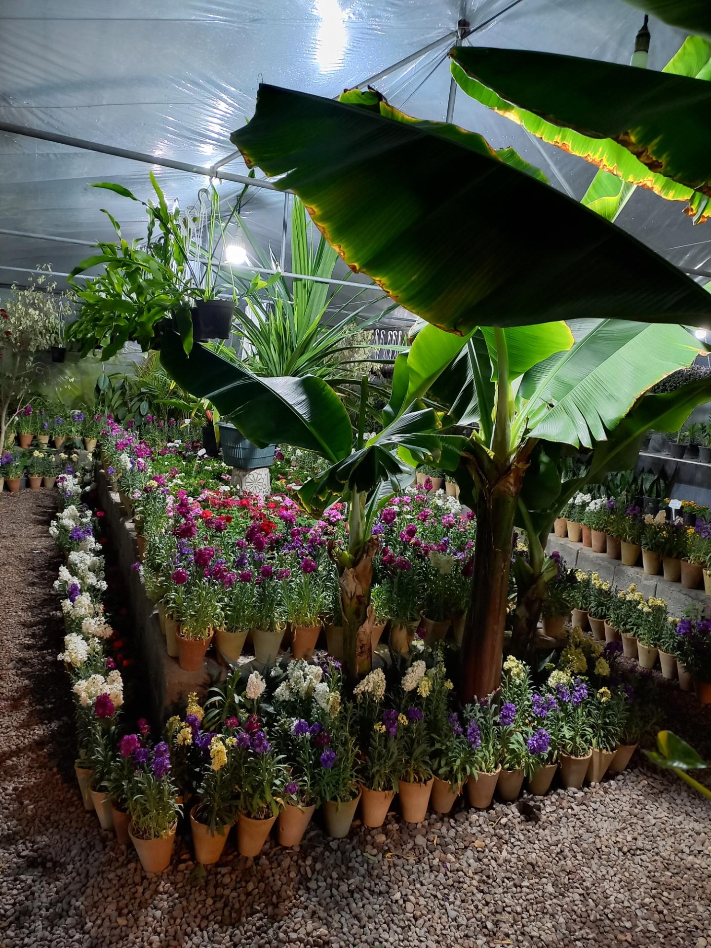 عکس گلخانه کیاتوس