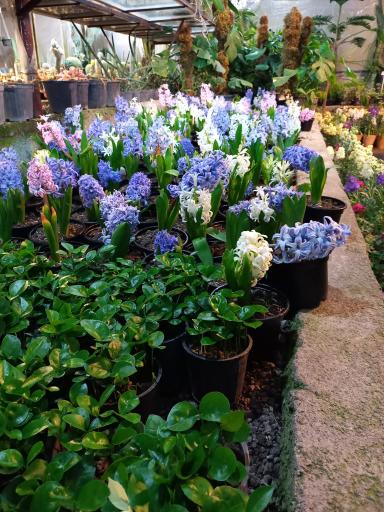 عکس گلخانه کیاتوس