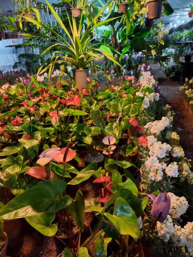 عکس گلخانه کیاتوس