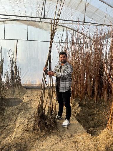 عکس نهالستان نهالوند