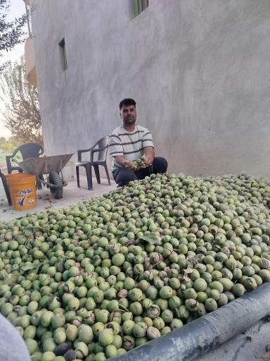 عکس نهالستان نهالوند