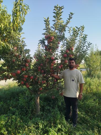 عکس نهالستان نهالوند