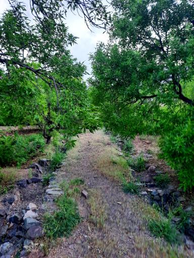 عکس باغ گل و گلابگیری سنتی رعنا 