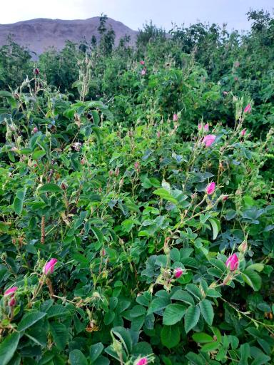 عکس باغ گل و گلابگیری سنتی رعنا 