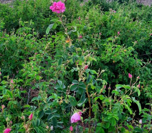 عکس باغ گل و گلابگیری سنتی رعنا 