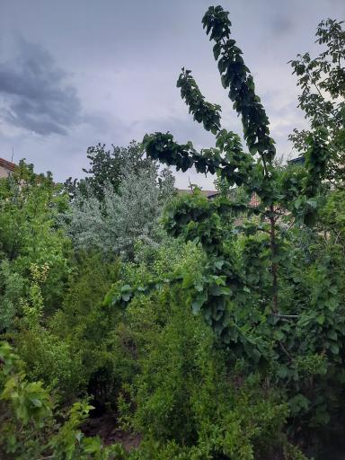 عکس باغ گل و گلابگیری سنتی رعنا 