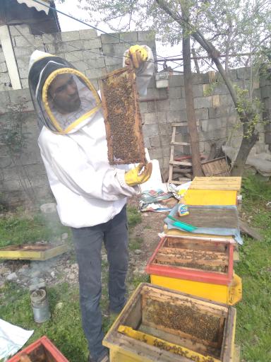 عکس پرورش زنبور عسل  گل زمانی