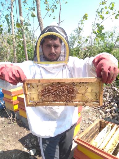 عکس پرورش زنبور عسل  گل زمانی