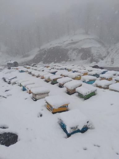 عکس پرورش زنبور عسل  گل زمانی
