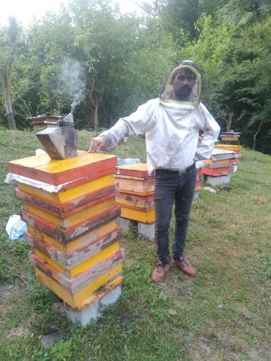 عکس پرورش زنبور عسل  گل زمانی