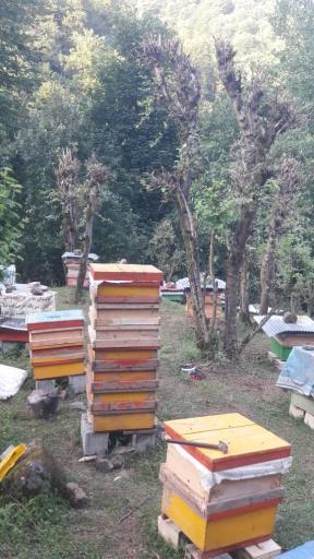 عکس پرورش زنبور عسل  گل زمانی