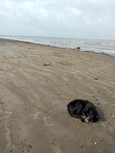 عکس نکا رود